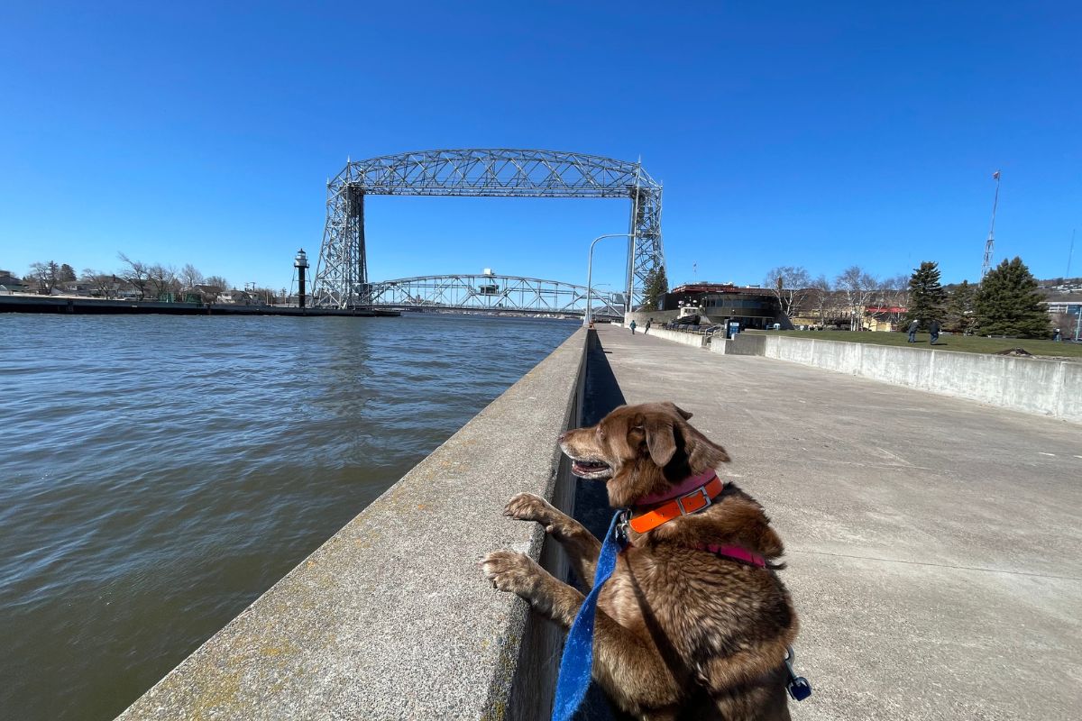 A brown dog leaning over a concrete wall looking into Lake Superior with the Aerial Lift Bridge in the background.
